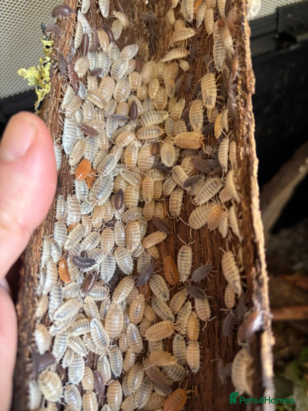 Isopods invertebrates for sale: Tropical Woodlice Mixed Bundles - Advert 1