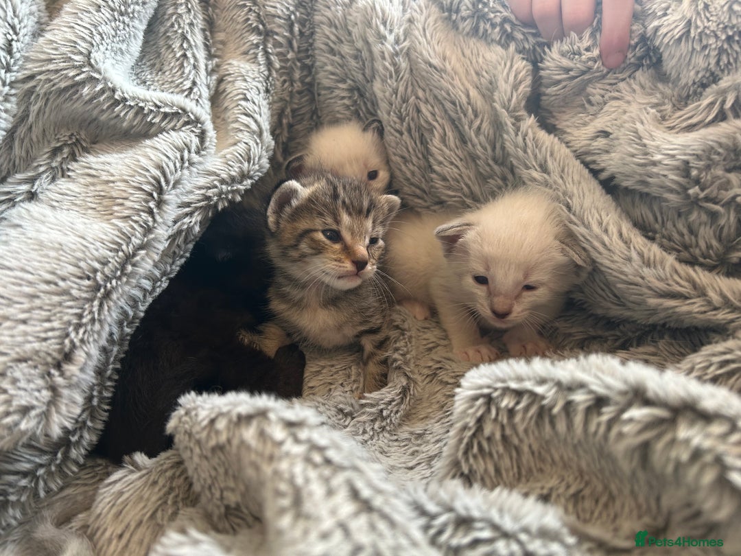 Siamese cats for sale: Siamese X Ragdoll kittens - Image 9