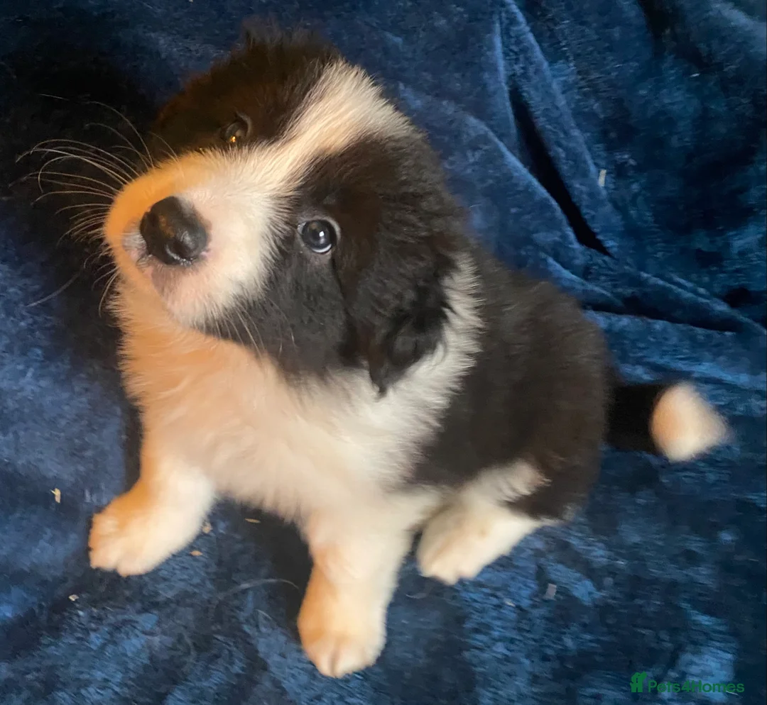 Border Collie dogs for sale: Classic Long Coated Border Collie Pups - Advert 7