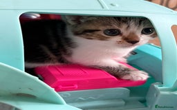 Mixed Breed cats for sale: Beautiful kittens ready for new home  - Image 22