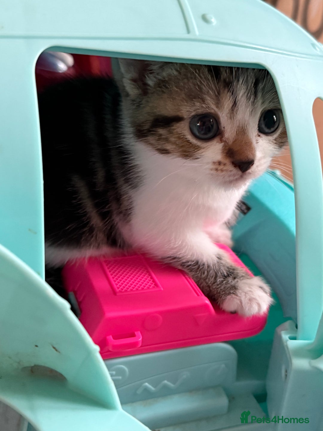 Mixed Breed cats for sale: Beautiful kittens ready for new home  - Image 22