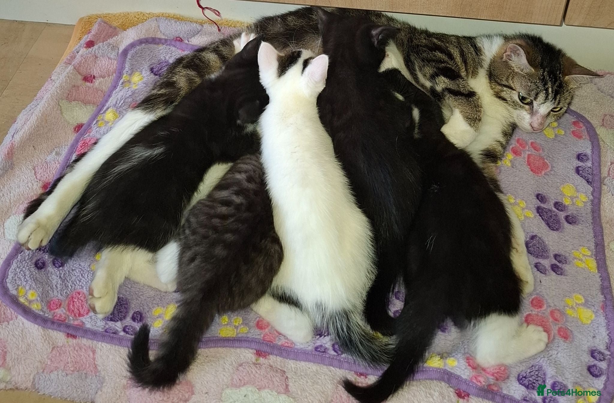 Domestic Shorthair cats 5 Beautiful, Playful Kittens - Advert 1