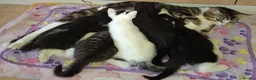 Domestic Shorthair cats for sale: 5 Beautiful, Playful Kittens - Advert 1