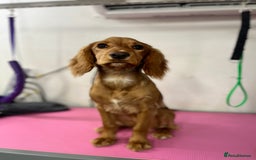 Cocker Spaniel dogs for sale: Cocker Spaniel Puppy for sale - Advert 2