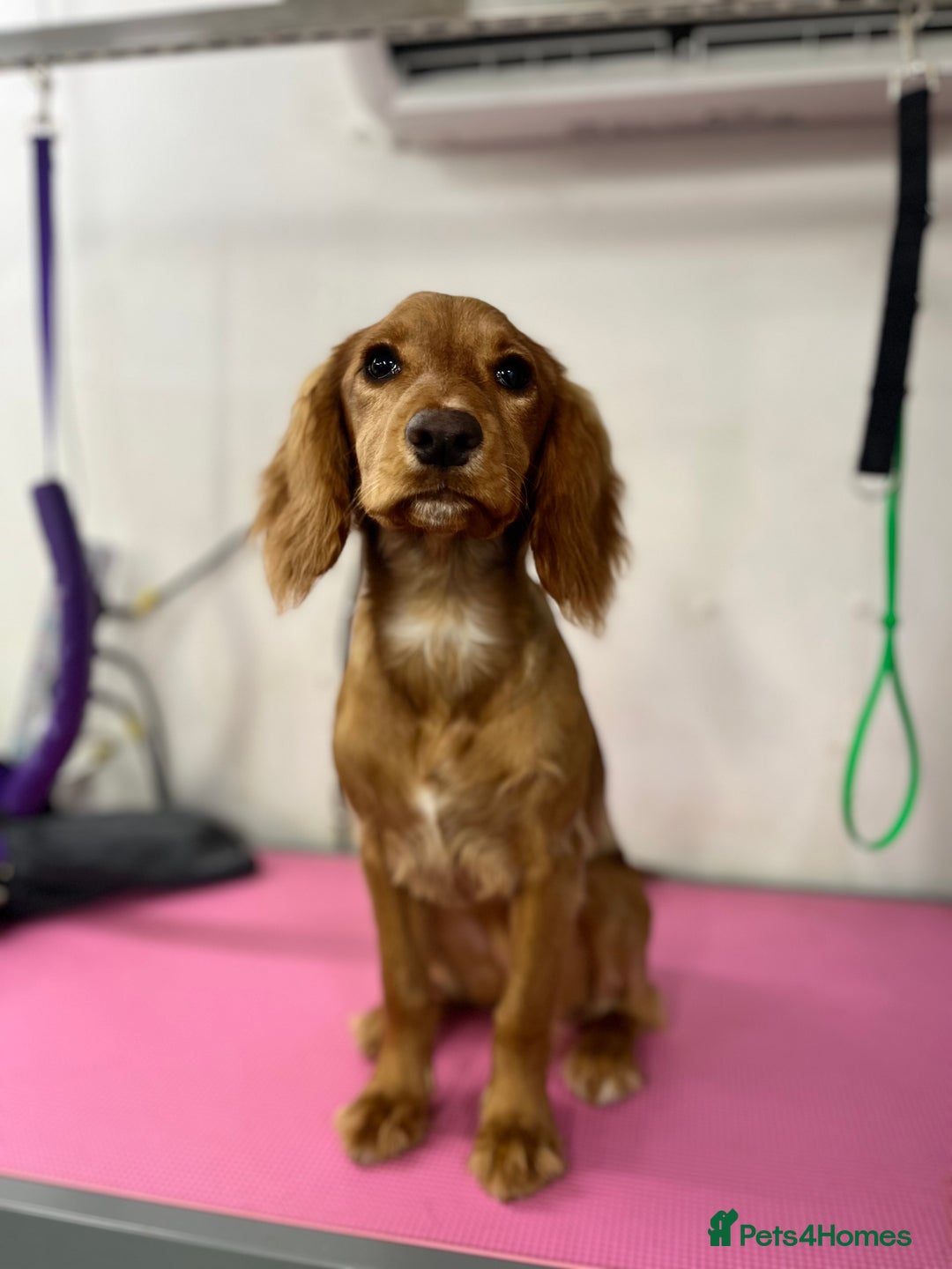 Cocker Spaniel dogs for sale: Cocker Spaniel Puppy for sale - Advert 2