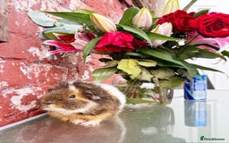 Guinea Pig rodents for sale: 2 Male Guinea Pigs- with a large cage&accessories. - Image 1