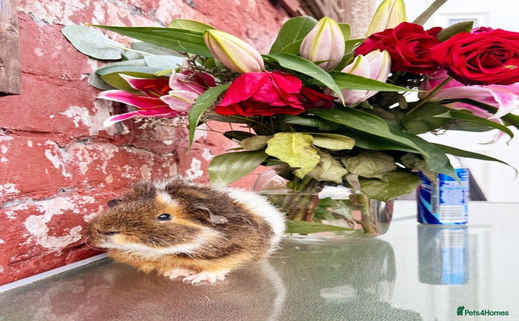 Guinea Pig rodents - Advert 14