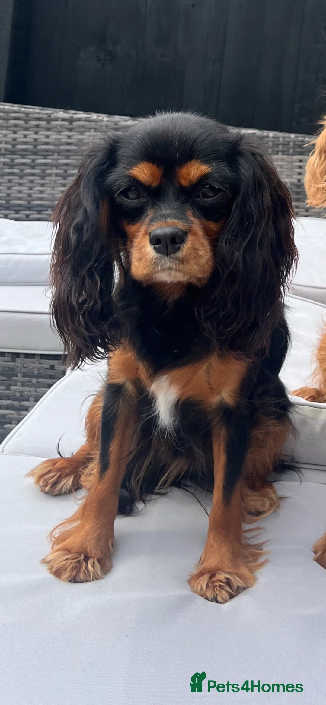 Cavalier King Charles Spaniel dogs for sale: Beautiful King Charles cavalier baby girls in Swansea - Advert 1