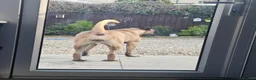 Cane Corso dogs for sale: Beautiful cane corso x puppies  - Advert 13