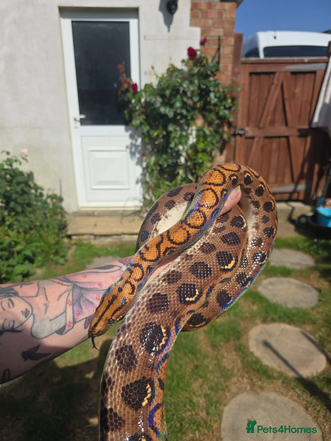 Boa Snake reptiles for sale: 12 year old Brazilian rainbow boa - Advert 9
