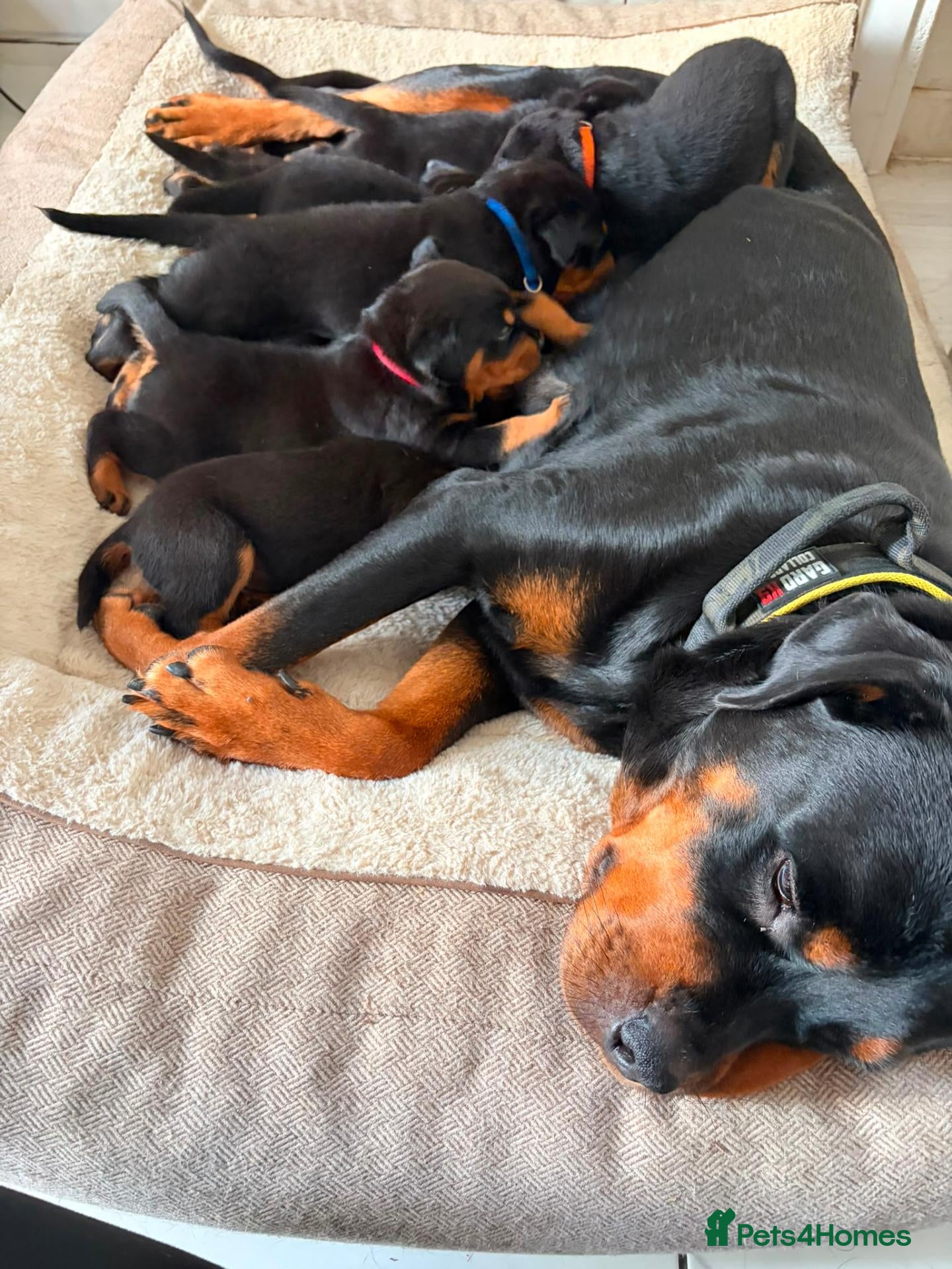 Rottweiler dogs WORLD CHAMPION CHUNKY ROTTWEILERS  - Advert 2