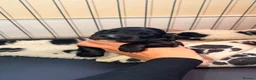 Cocker Spaniel dogs for sale: Beautiful Cocker Spaniel Puppies - 5 Girls&2 Boys in Rugby - Advert 8