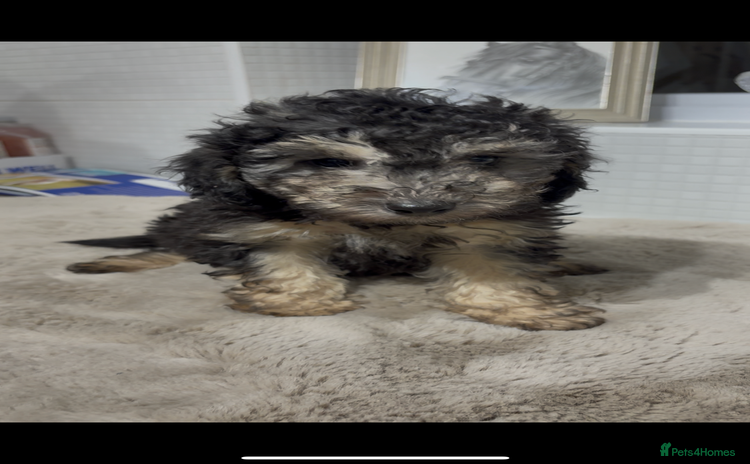 Toy Poodle dogs - Advert 16