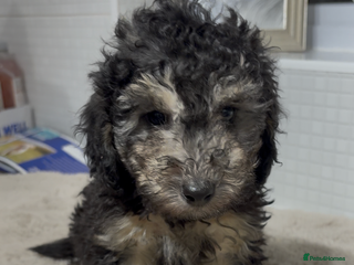 Toy Poodle dogs - Advert 6