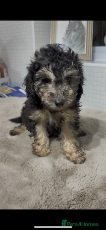 Toy Poodle dogs - Advert 10