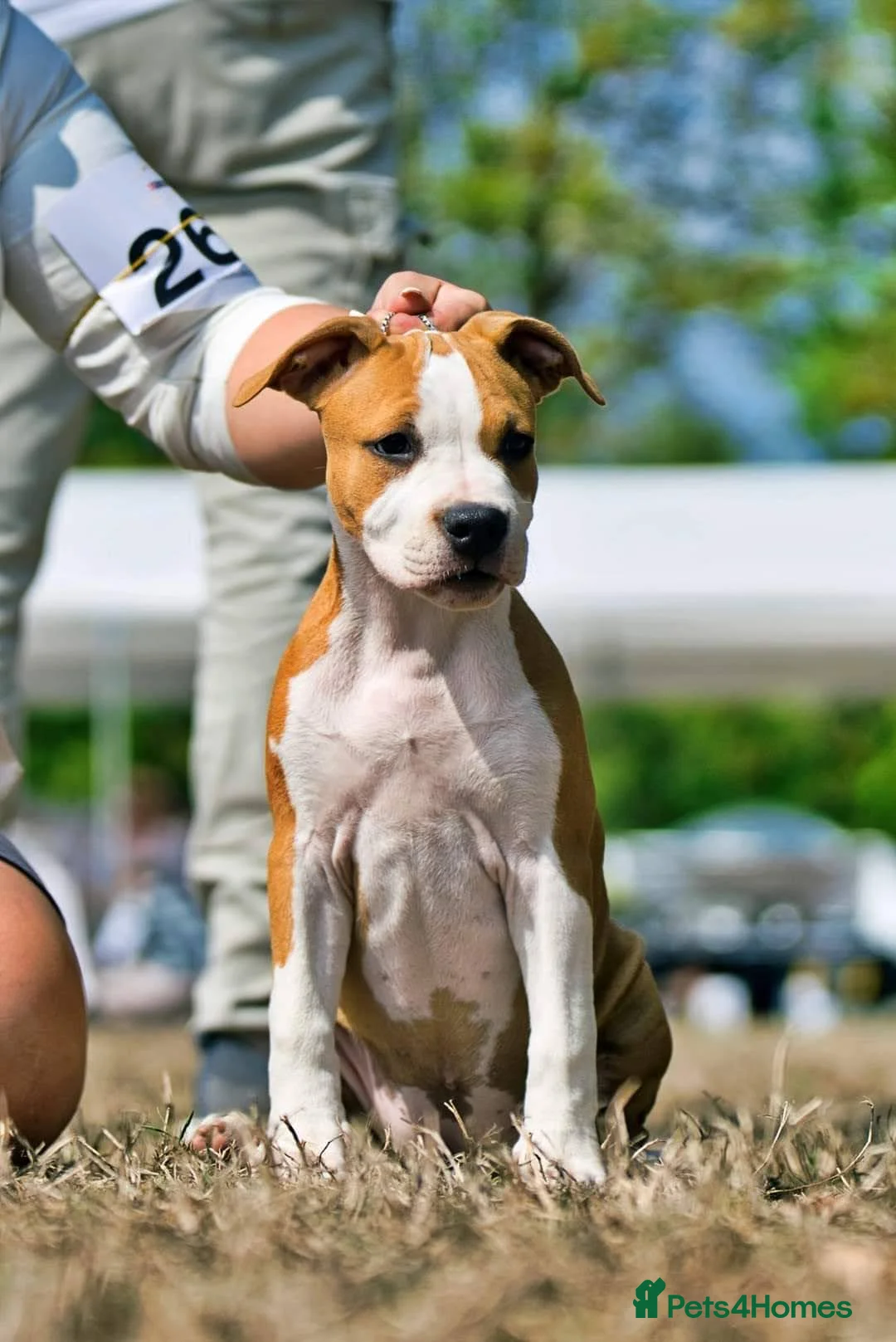 American Bull Staffy dogs for sale: Bull staffy hybrid puppyes - Advert 11