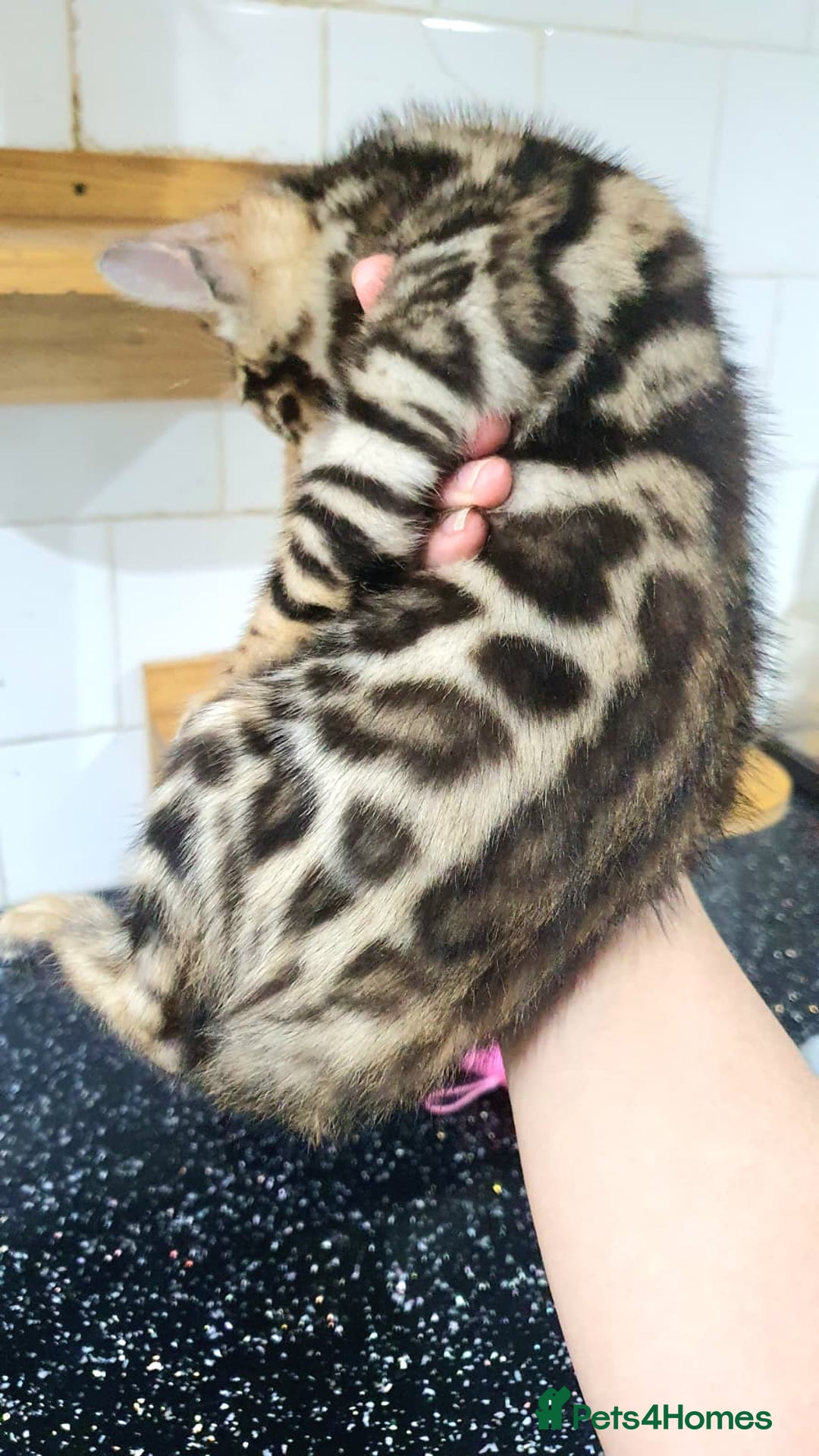 Bengal cats for sale: 🔥✨Pedigree TICA-Registered Bengals - Advert 12