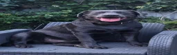 Labrador Retriever dogs for sale: KC Labrador puppies (Silver & Charcoal)  - Advert 32