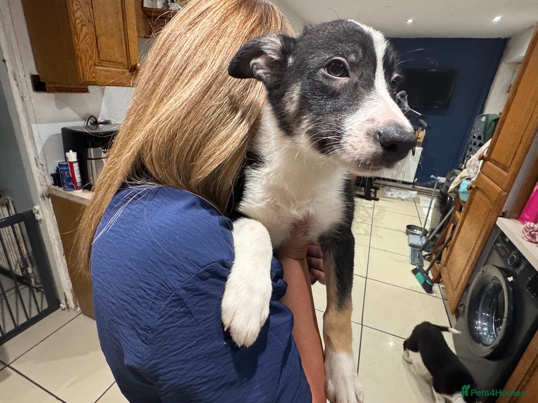 Border Collie dogs for sale: For sale 3 GILR border collie  - Advert 9