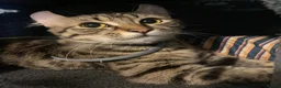 Mixed Breed cats for sale: Gorgeous American curl x Sphynx kittens🐾 - Advert 3