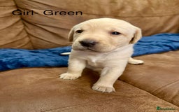 Labrador Retriever dogs for sale: Labrador puppies  - Advert 11