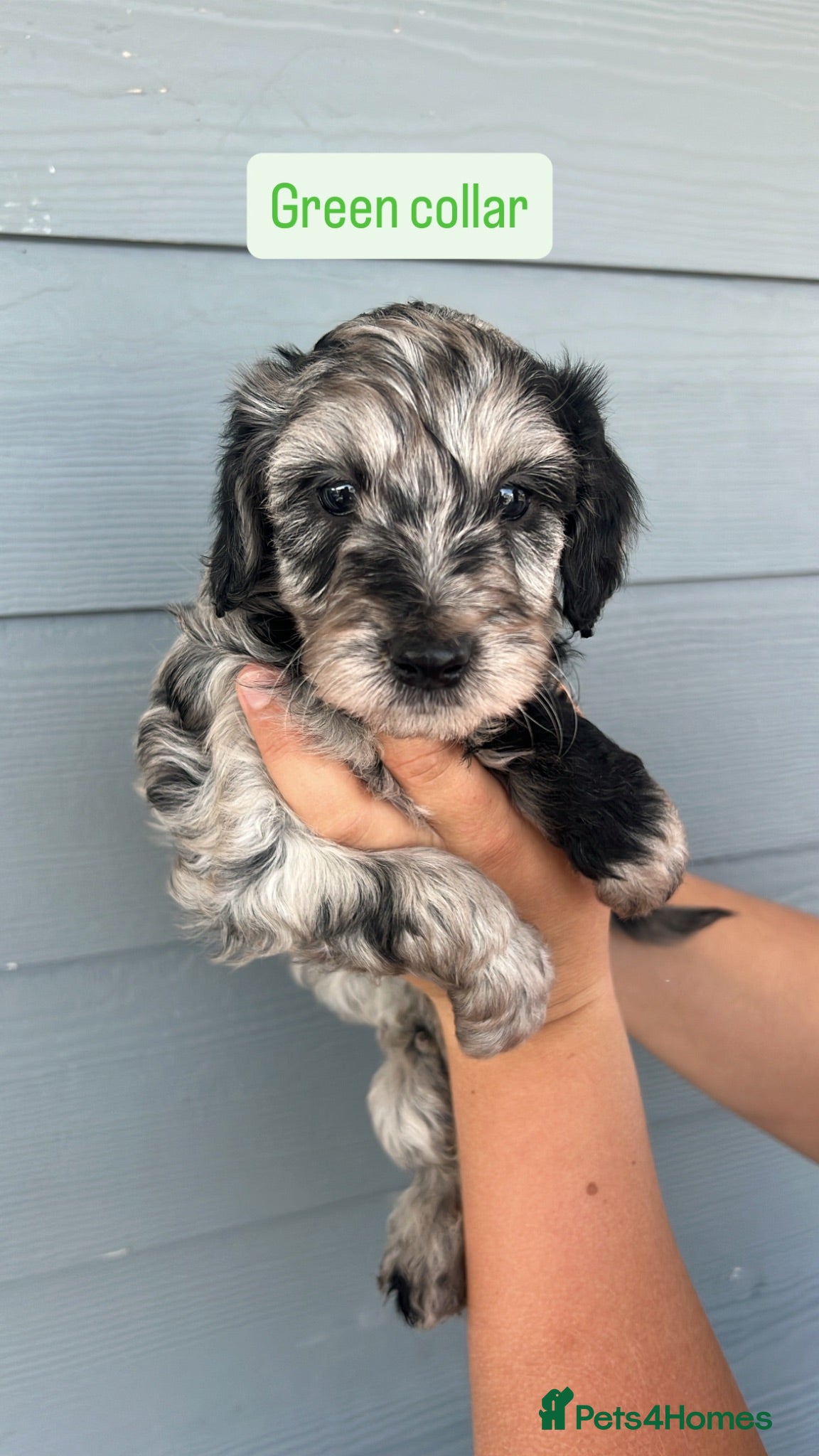 Cockapoo dogs Beautiful F1b cockapoo puppies  - Advert 1