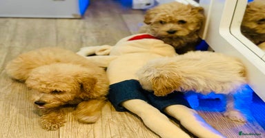 Maltipoo dogs - Advert 1
