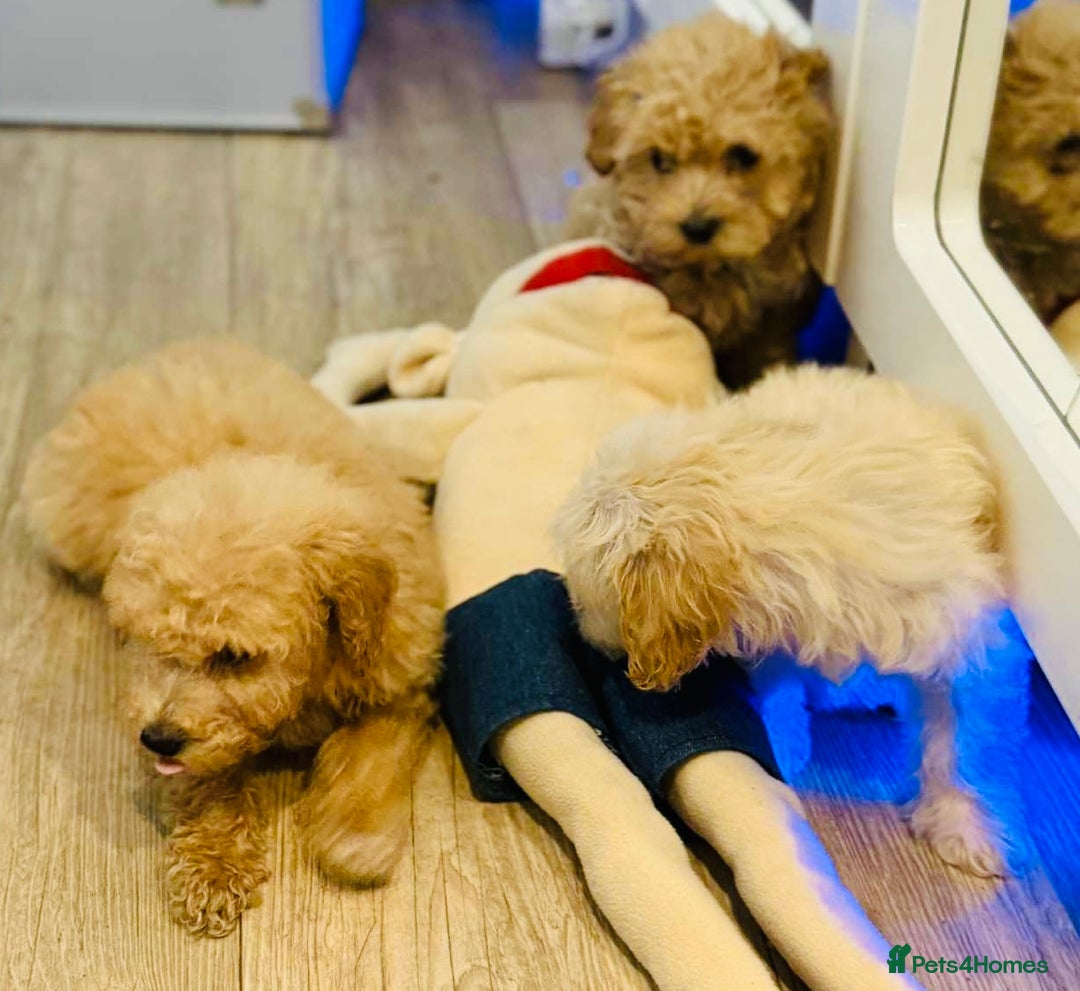 Maltipoo dogs for sale: Maltipoo  - Image 2