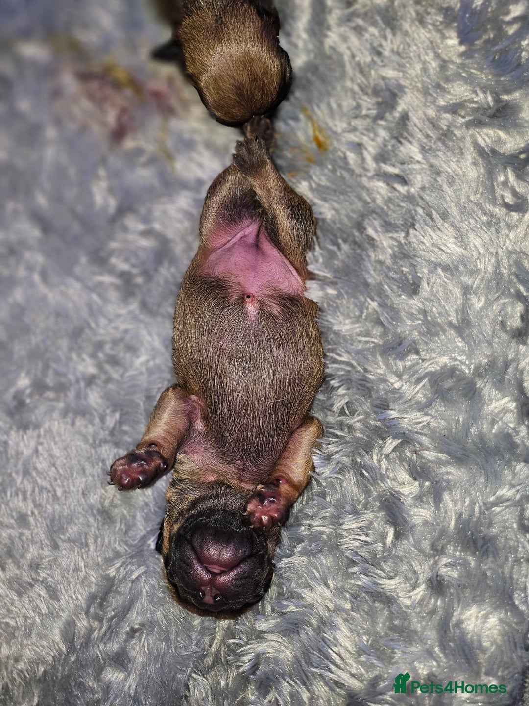 French Bulldog dogs for sale: Gorgeous french bulldogs - Image 20