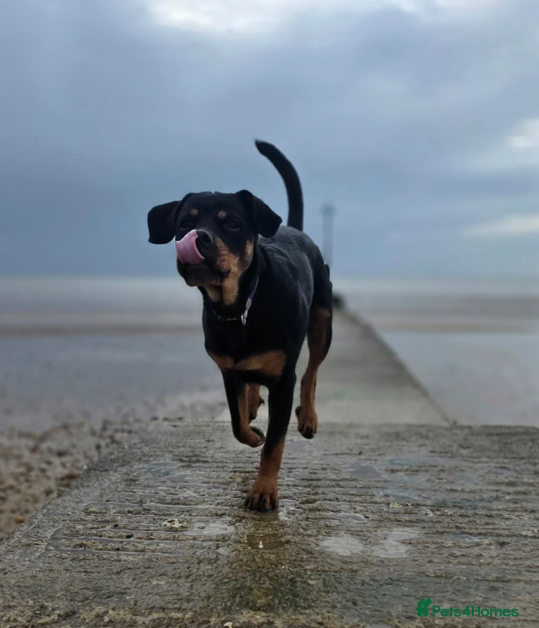 Rottweiler dogs for sale: Beautiful 8 month old Rottweiler  - Advert 10