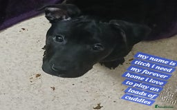 Mixed Breed dogs for sale: Staffyxjackrussell pups - Advert 3