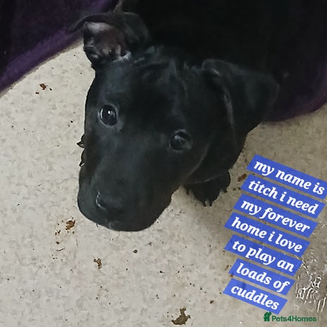 Mixed Breed dogs Staffyxjackrussell pups - Advert 3