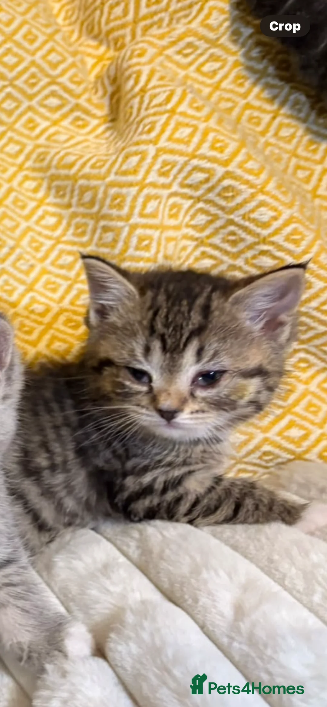 Mixed Breed cats for sale: British shorthair mix/ tabby cross kittens  - Advert 2