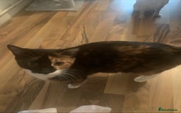British Shorthair cats for sale: Beautiful Ginger, calico and tuxedo kittens - Image 12