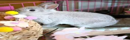 Netherland Dwarf rabbits for sale: Netherland Dwarf Rabbit – Friendly and Healthy in Reading - Advert 1