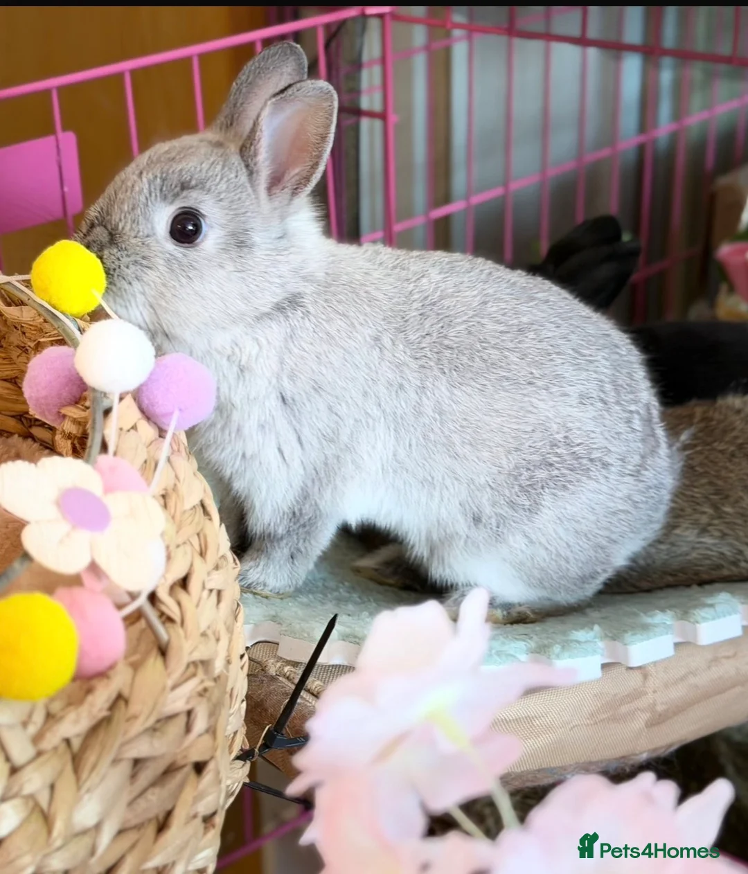 Netherland Dwarf rabbits for sale: Netherland Dwarf Rabbit – Friendly and Healthy in Reading - Advert 1