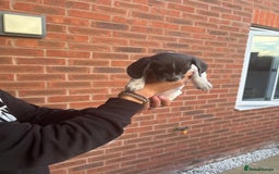 Dachshund dogs for sale: Dachshund X female  - Image 2