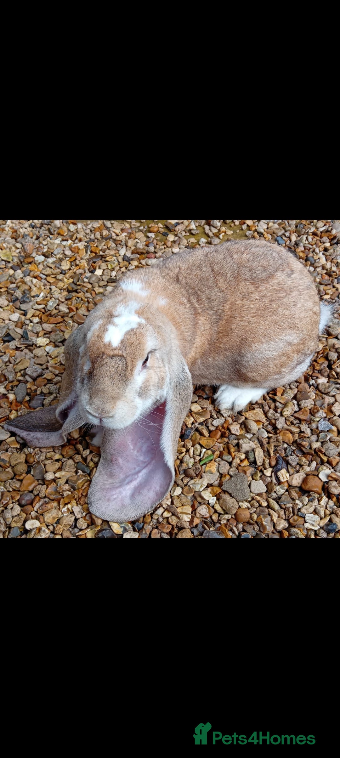 English Lop rabbits for sale: Baby English  lop rabbit - Advert 3