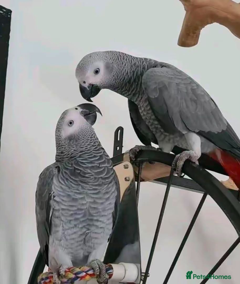 Parrots birds Exceptional Beauty & Brilliant Minds - Advert 14