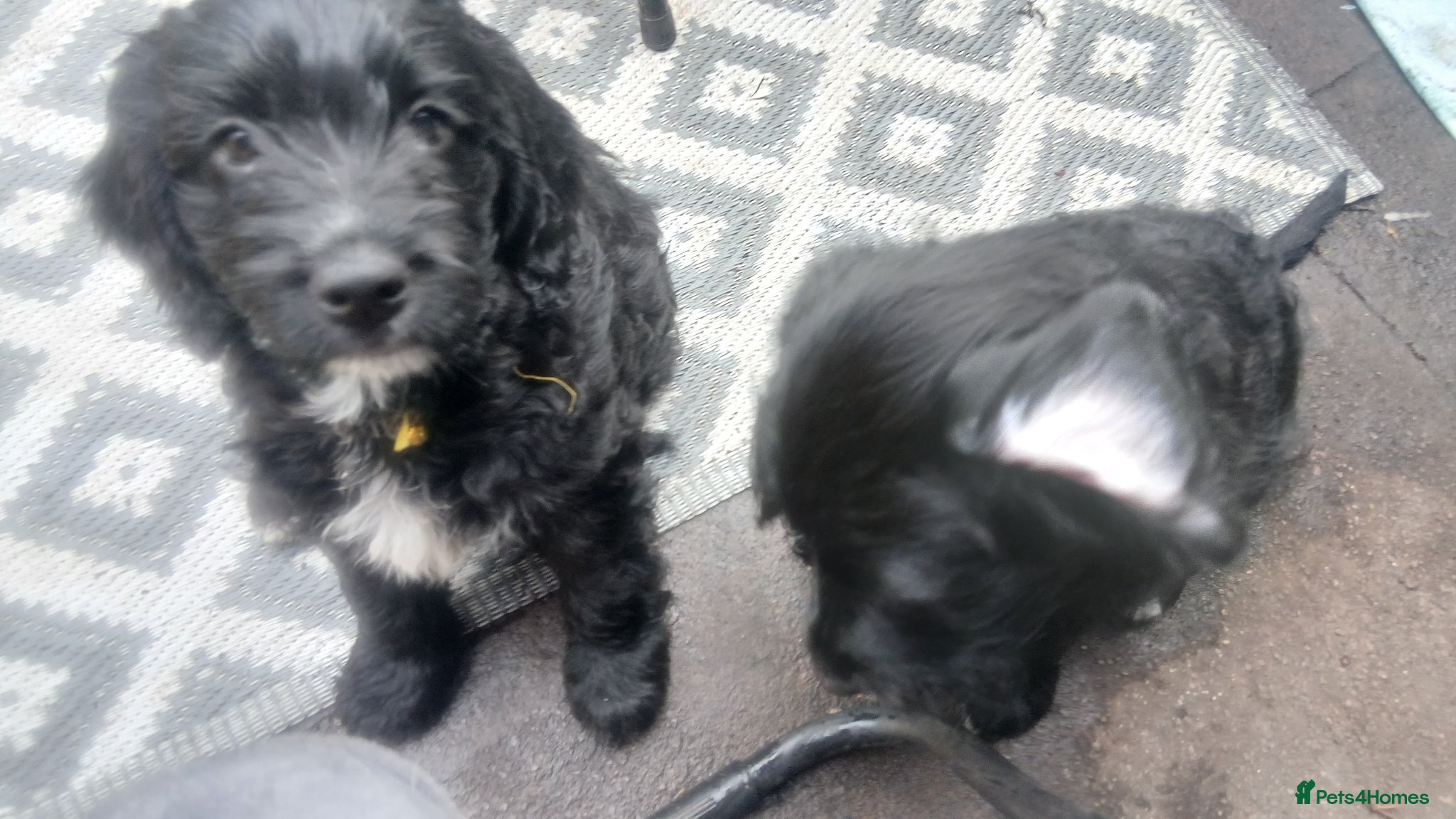 Mixed Breed dogs Ready Gorgeous Cockapoo x Gold Retriever x pups  - Advert 18