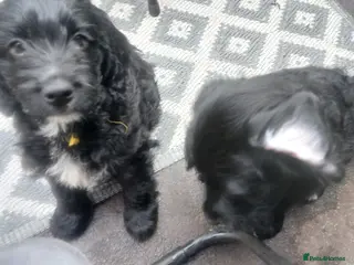 Mixed Breed dogs Ready Gorgeous Cockapoo x Gold Retriever x pups - Advert 18