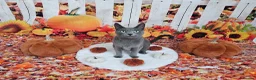 Russian Blue cats for sale: GCCF Registered Russian Blue Kittens - Advert 28