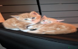 Maine Coon cats for sale: Main coon cross with British short hair - Image 3