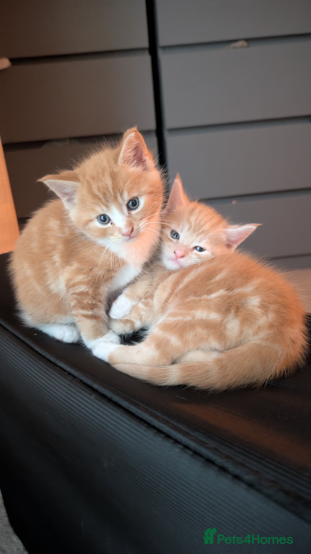 Maine Coon cats for sale: Main coon cross with British short hair - Image 3