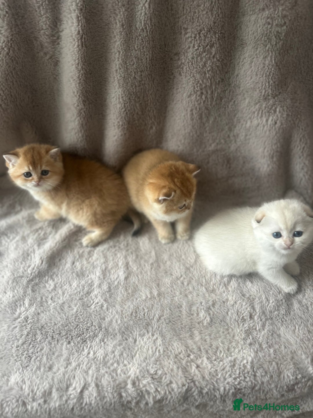 Scottish Fold cats for sale: Beautiful Gold Chinchilla babies  - Advert 12