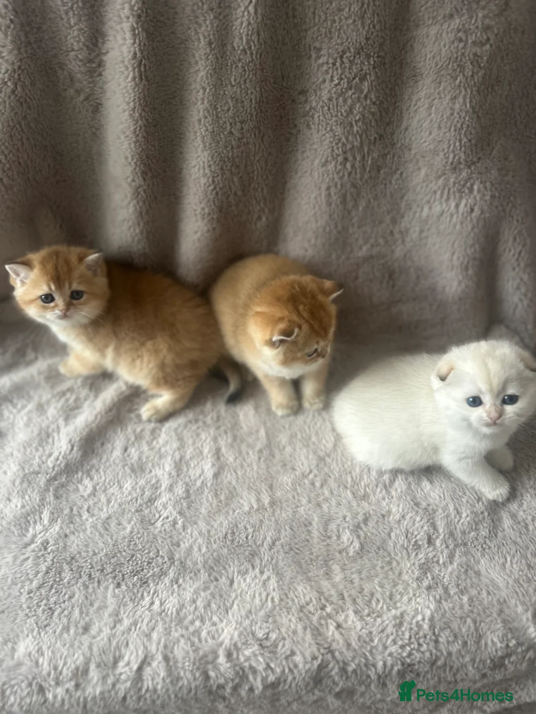 Scottish Fold cats for sale: Beautiful Gold Chinchilla babies  - Advert 14