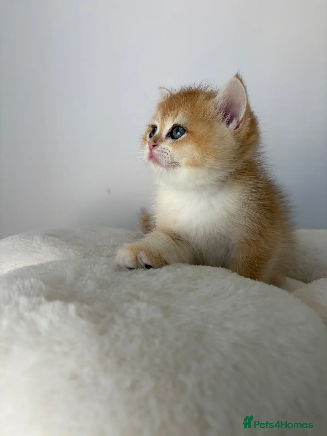 British Shorthair cats for sale: Beautiful Golden BSH NY12&NY11 Girl/Boy - Advert 18
