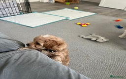 Maltipoo dogs for sale: Beautiful Tiny Maltipoo 3 girls 1 boy  - Image 14