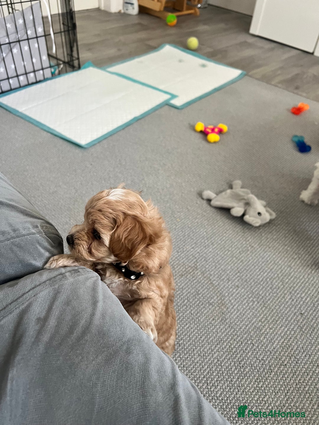 Maltipoo dogs for sale: Beautiful Tiny Maltipoo 3 girls 1 boy  - Image 14