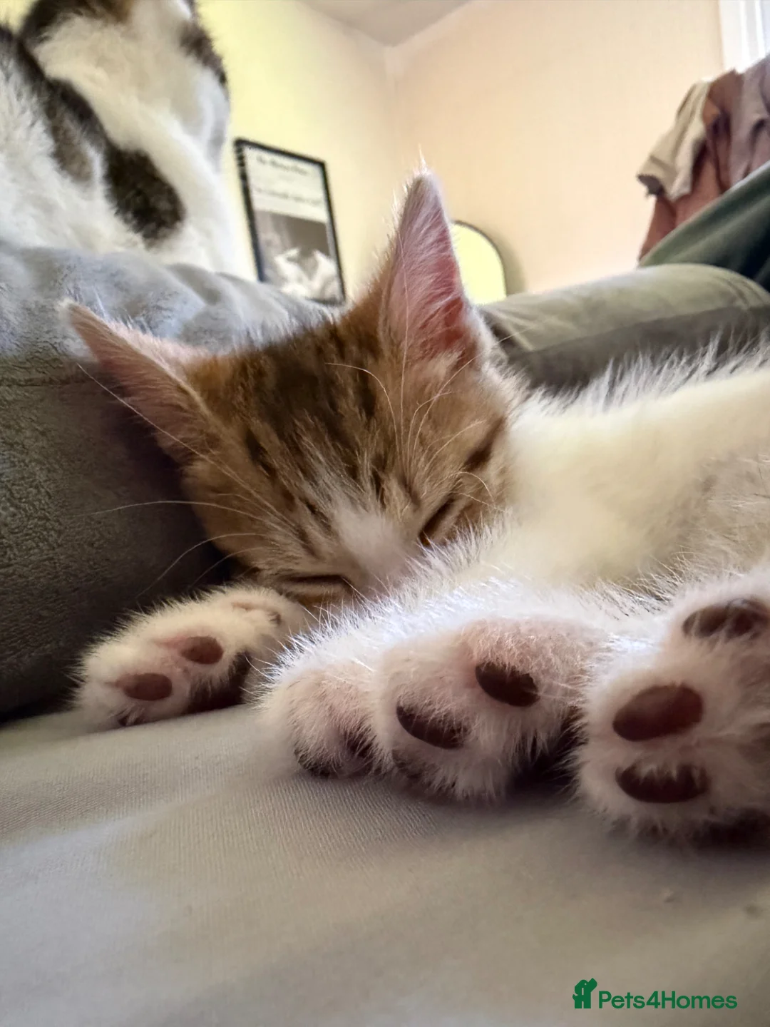 Domestic Shorthair cats for sale: Kittens for sale in Ashton-under-Lyne - Advert 10